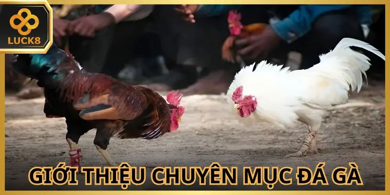 Thành viên có thể an tâm trải nghiệm đá gà LUCK8